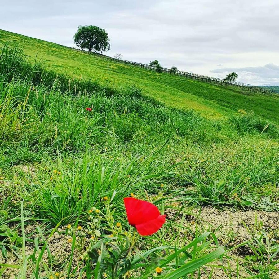 B&B Gli Amici Del Tubarello Roseto Degli Abruzzi Εξωτερικό φωτογραφία
